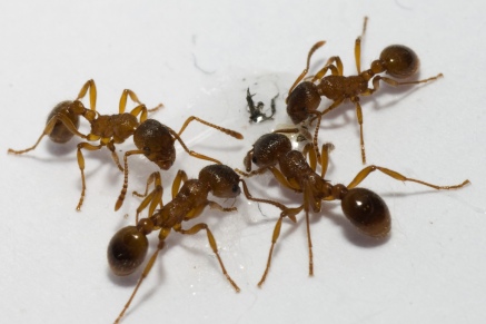 Уничтожение муравьев   в Люберцах 