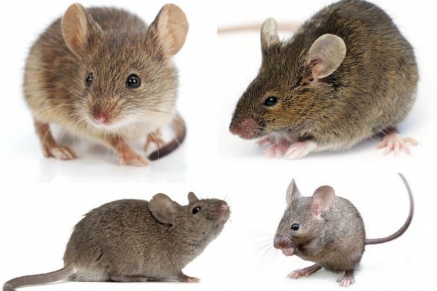 Уничтожение (дератизация) мышей   в Люберцах 